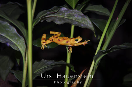Golden Frog El Valle Panama Stock Photo