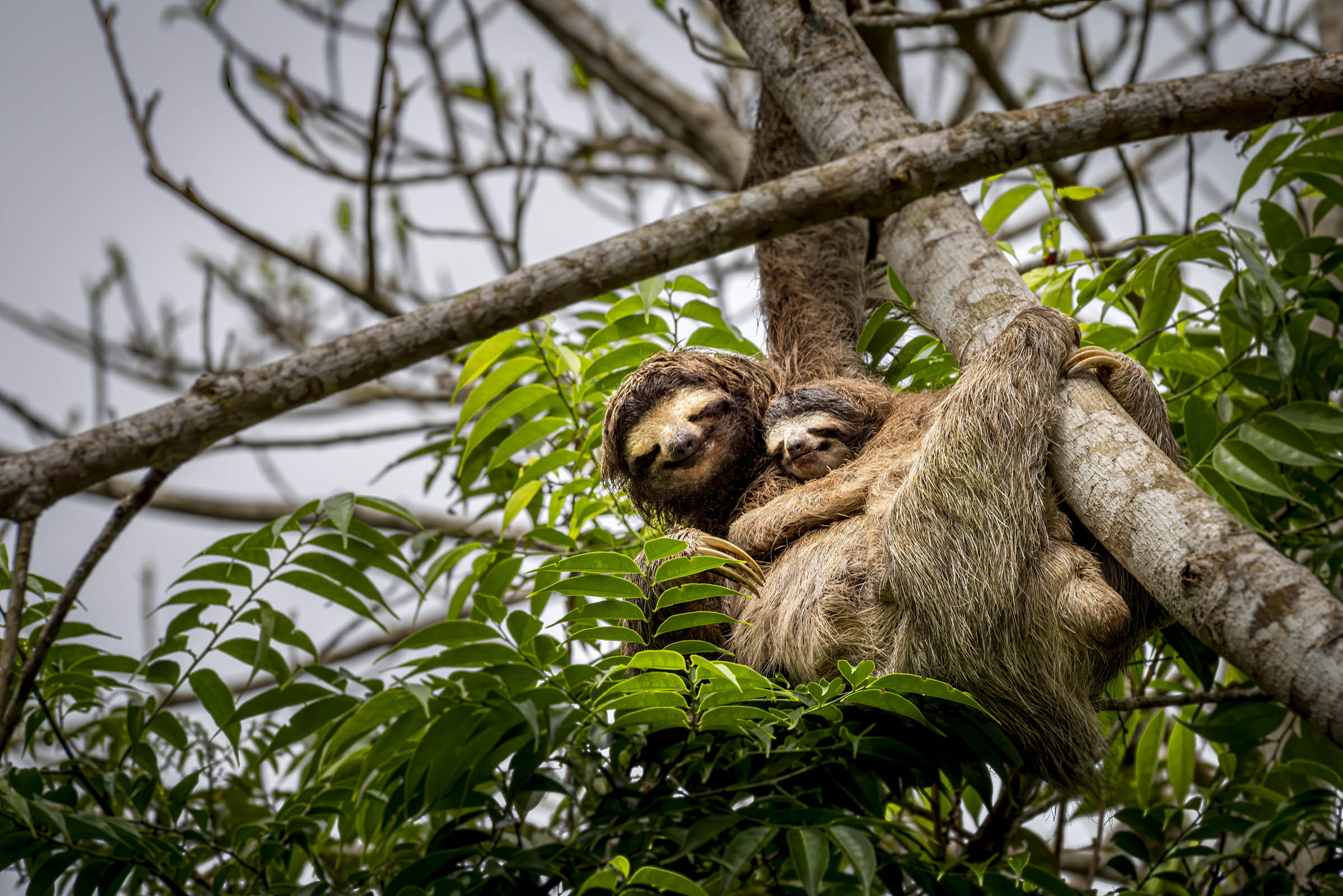 Sloth with baby