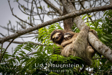 3 toed sloth with baby Stock Photo