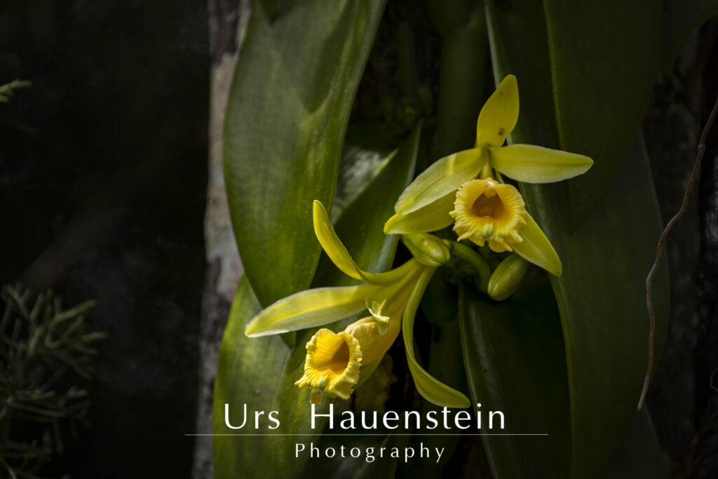 Vanilla Orchid flowers Stock Photo