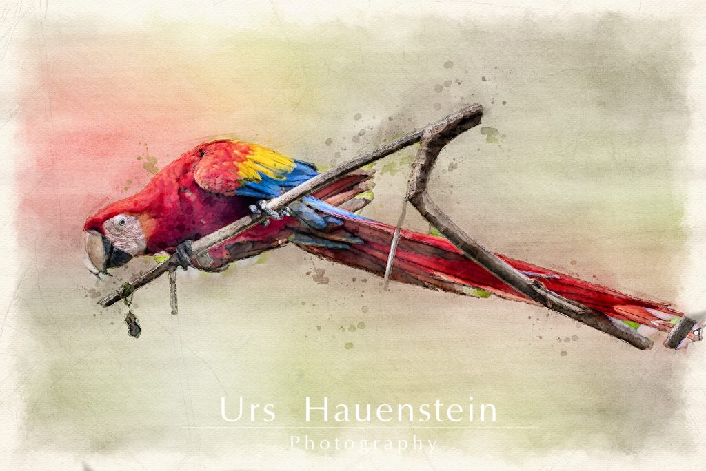 Scarlet Macaw Digital Watercolor Illustration