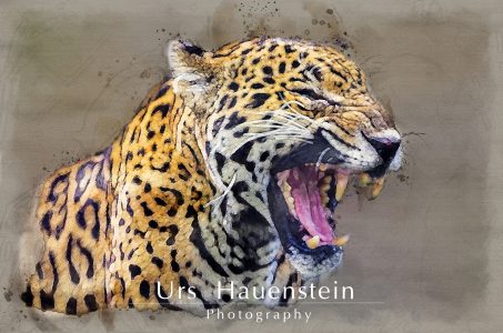 Jaguar showing teeth watercolor illustration