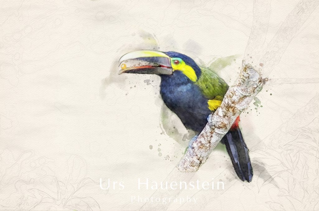 Yellow eared Toucanet Watercolor Illustration