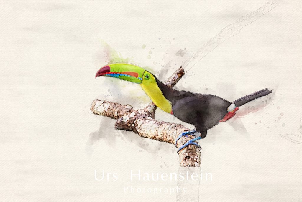 Rainbow billed toucan watercolor illustration