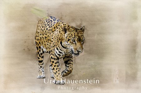 Jaguar watercolor illustration