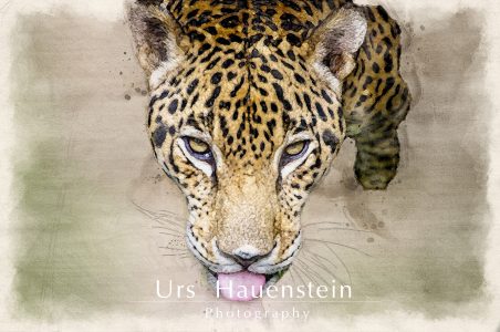 Jaguar watercolor illustration
