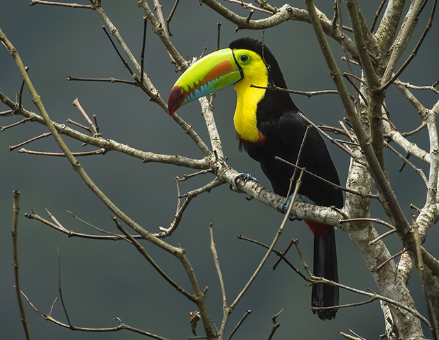 rainbow-billed toucan