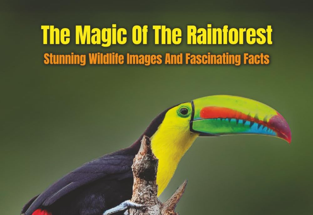 The Magic Of The Rainforest